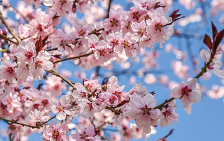 spring tree blossoms